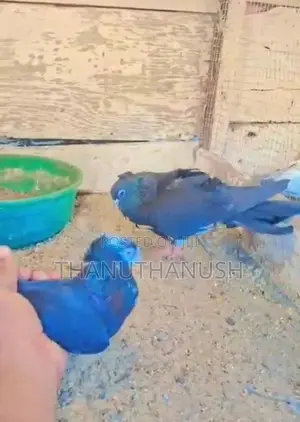 Roller Pigeon