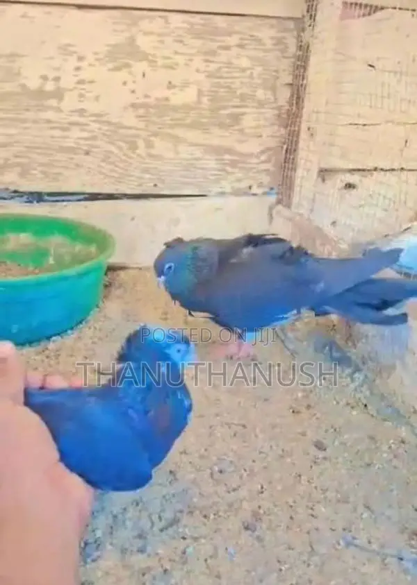 Roller Pigeon