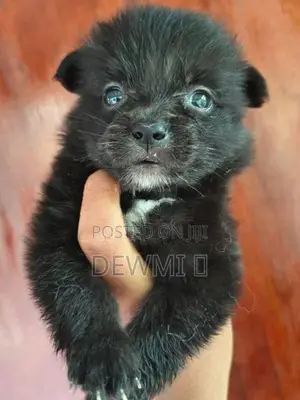 Lion Pomeranian Puppys