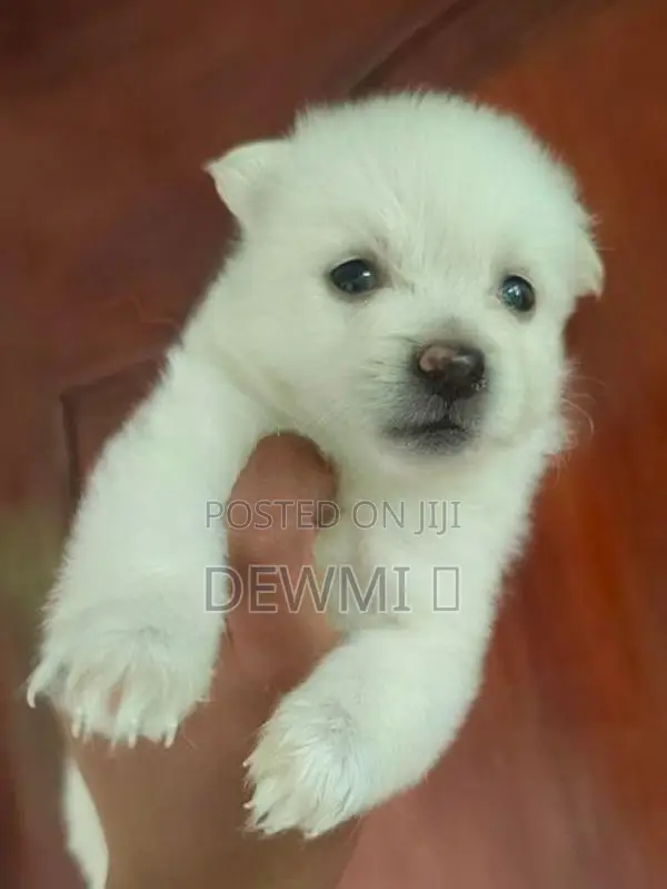 Lion Pomeranian Puppys