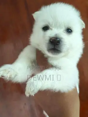 Lion Pomeranian Puppys
