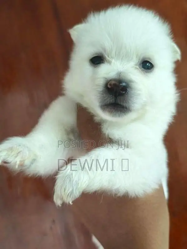 Lion Pomeranian Puppys