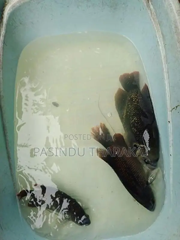 නිල්වලා ගුරාමියෙකු