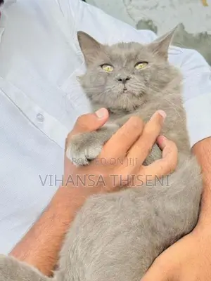 Persian Cat