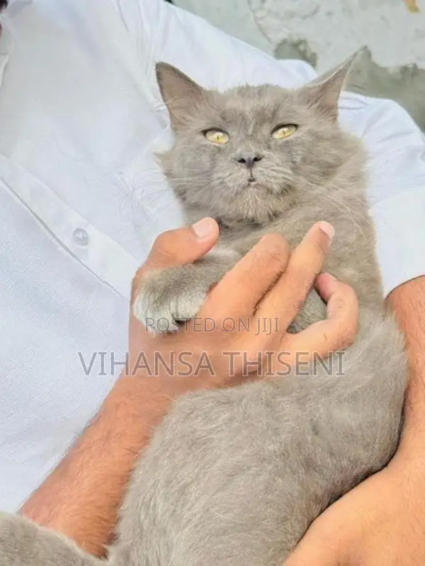 Persian Cat