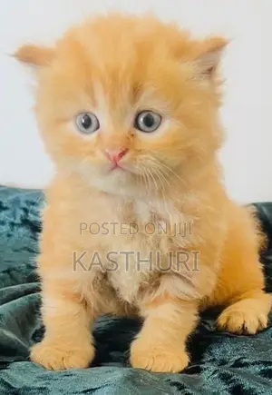 Pure Persian Kittens