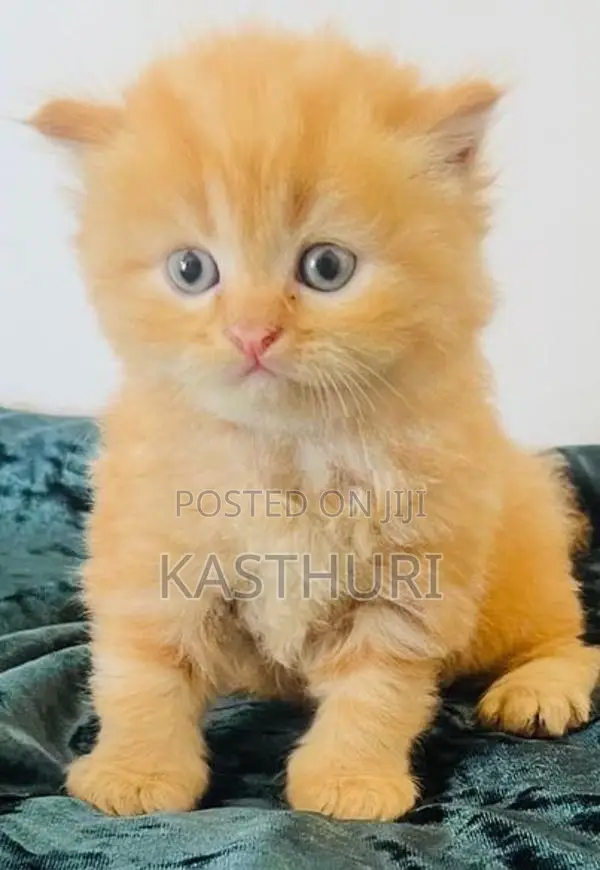 Pure Persian Kittens