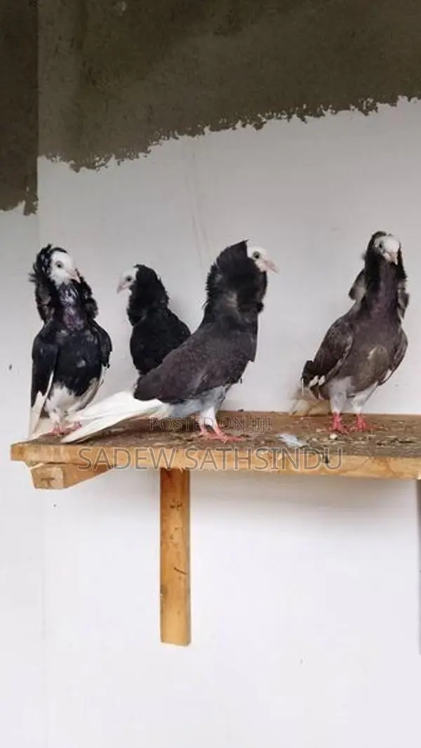 Pigeon