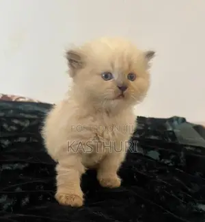 Pure Persian Kittens