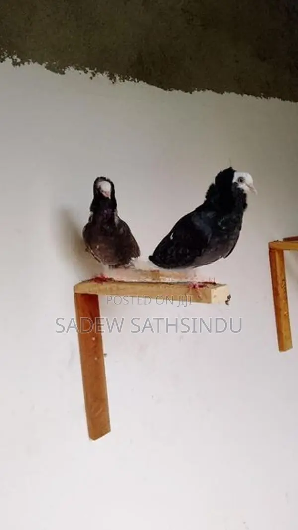Pigeon
