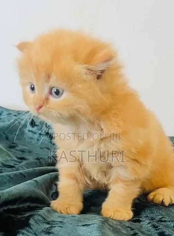 Pure Persian Kittens