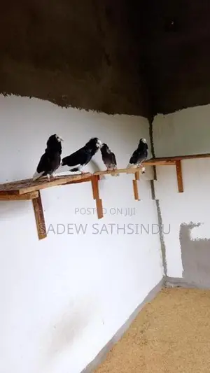 Pigeon