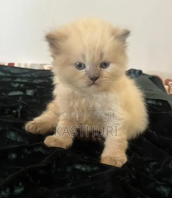 Pure Persian Kittens