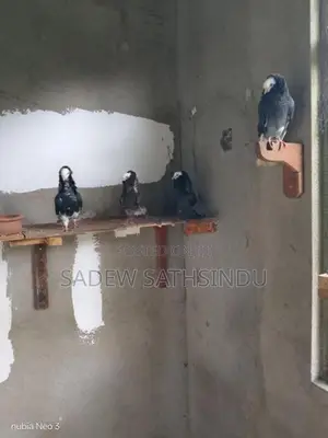 Pigeon