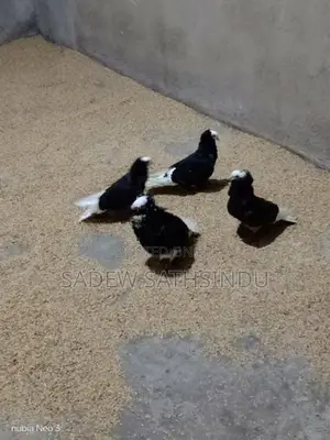 Pigeon