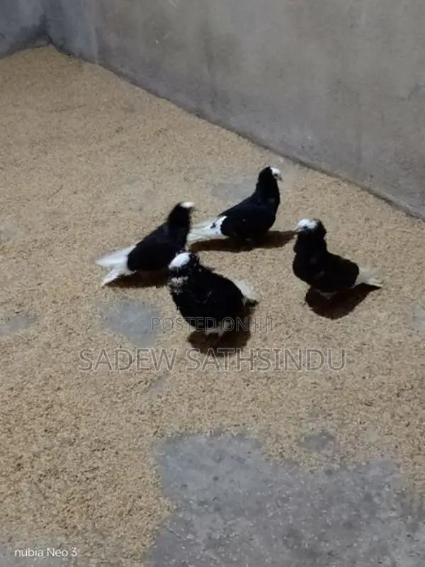 Pigeon