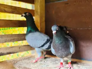 Racing Homer Pigeon