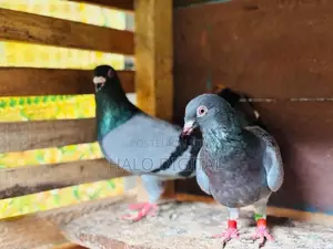 Racing Homer Pigeon