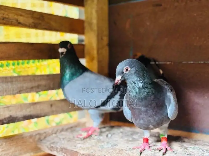 Racing Homer Pigeon