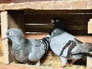 Racing Homer Pigeon