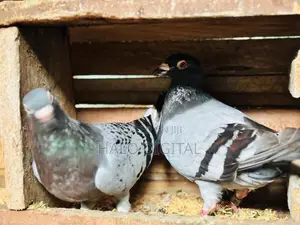 Racing Homer Pigeon