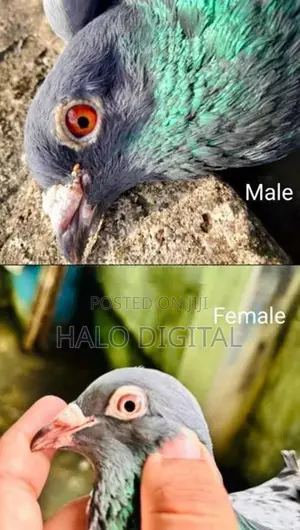 Racing Homer Pigeon