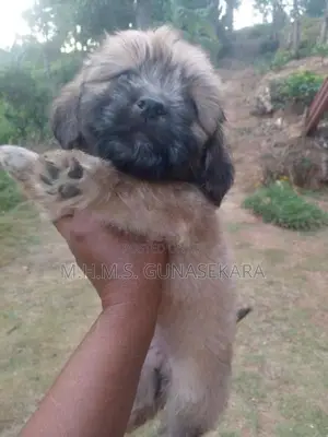 Shih Tzu Puppies
