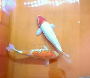 Koi Carp Fish
