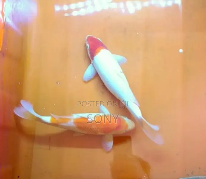 Koi Carp Fish