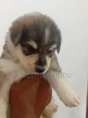Lion Pomeranian Puppy