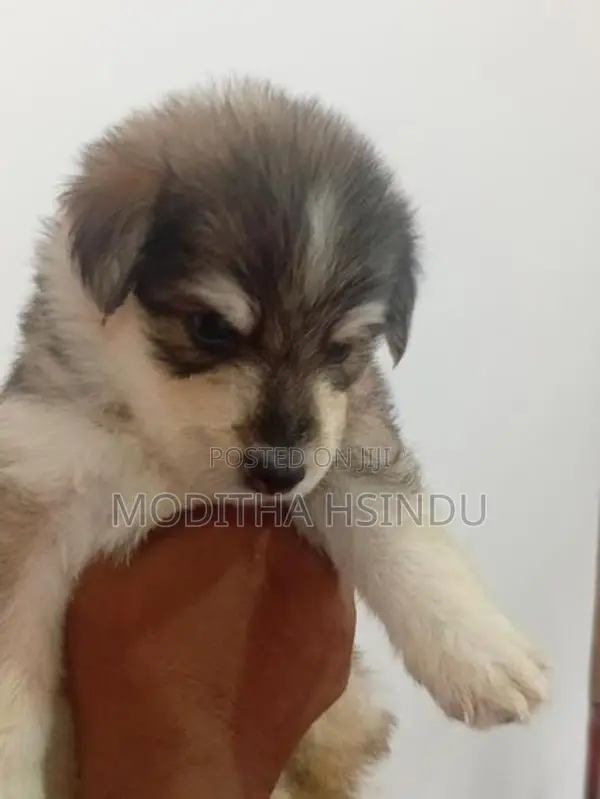 Lion Pomeranian Puppy