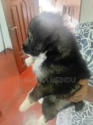 Lion Pomeranian Puppy
