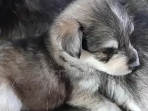 Lion Pomeranian Puppy