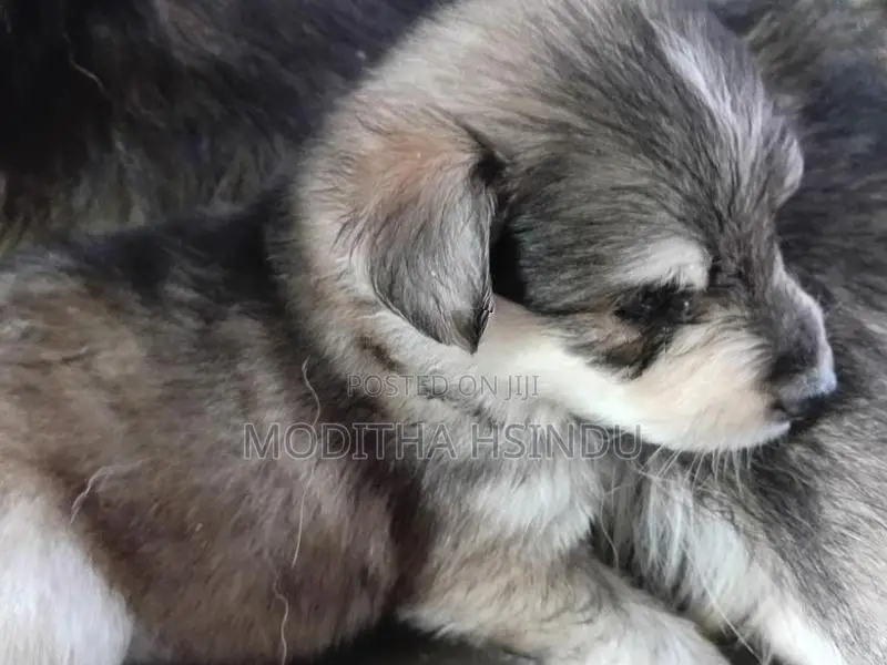 Lion Pomeranian Puppy