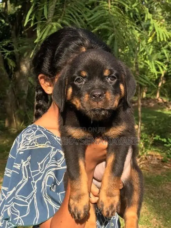 Rottweiler Puppies