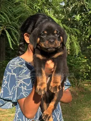 Rottweiler Puppies