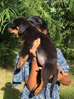 Rottweiler Puppies