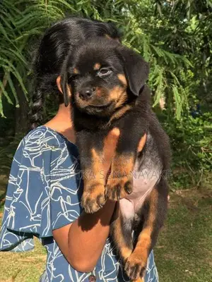 Rottweiler Puppies