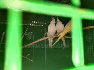 Cockatail Birds