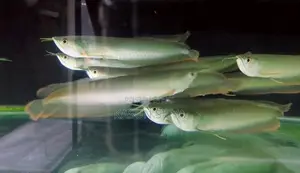 Silver Arowana Phantom