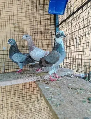 Pigeons