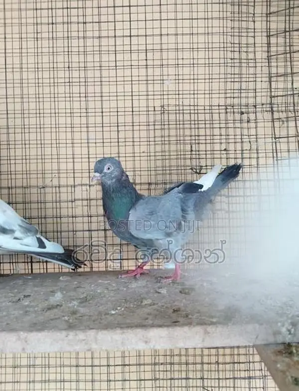 Pigeons