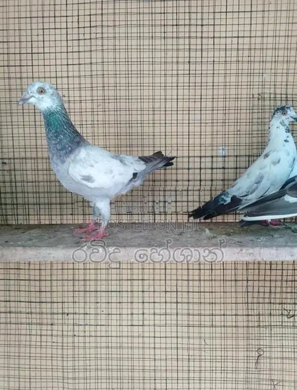 Pigeons