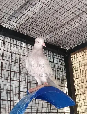 Pigeons