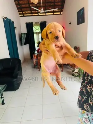 Labrador Puppies
