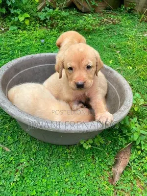Labrador Puppies