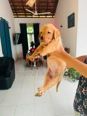 Labrador Puppies