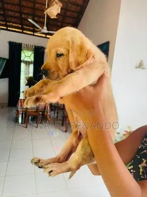Labrador Puppies
