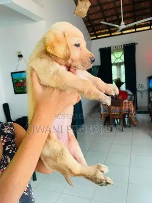 Labrador Puppies