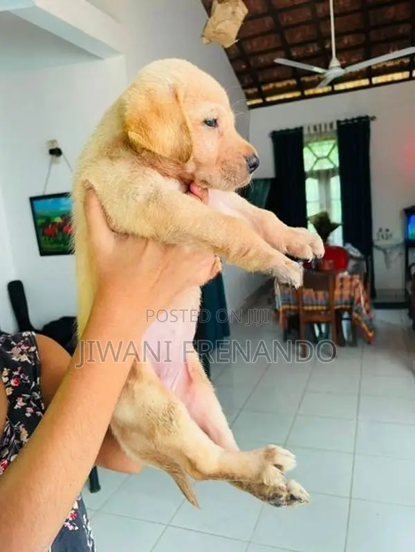 Labrador Puppies